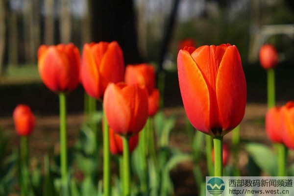 �������㡱����Tulip.com����������������Tatta.com�r(ji��)ֵ50�f(w��n)��
